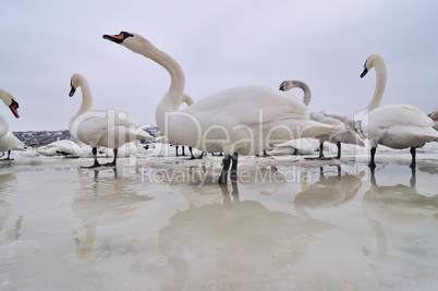 Swans on frozen river