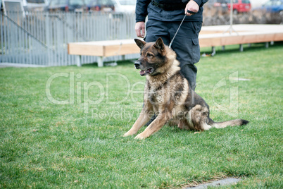 Police Dog