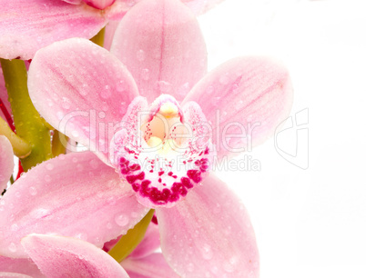 Pink Orchid