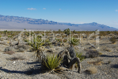 Nevada Desert near Las Vegas