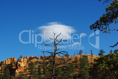 Tree and Cloud, Bryce Canyon, Utah