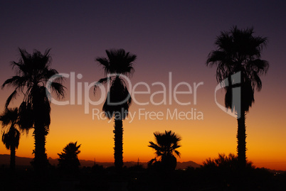 Arizona sunset with palms