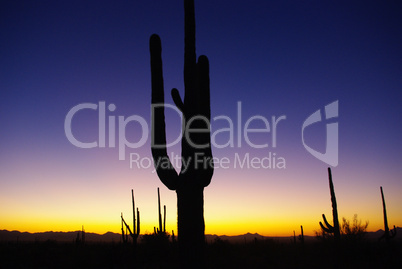 Arizona sunset with saguaros
