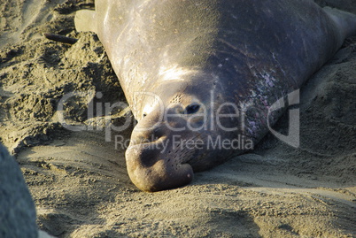 Sea Lion on Pacific Coast, California