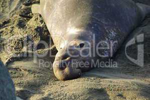 Sea Lion on Pacific Coast, California