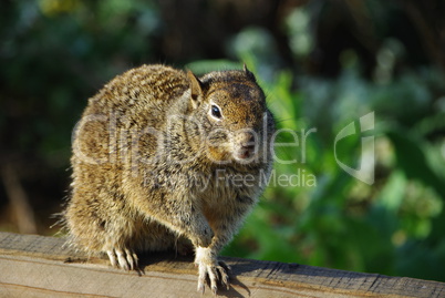 Squirrel, California