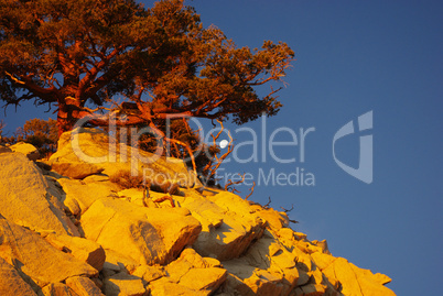Tree and Moon on Rock at sunrise,Sierra Nevada, California