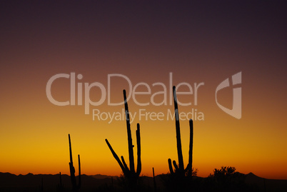 Saguaro sunset near Tucson, Arizona