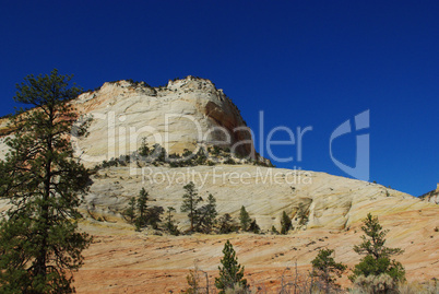 Rocks and trees in Zion National Park