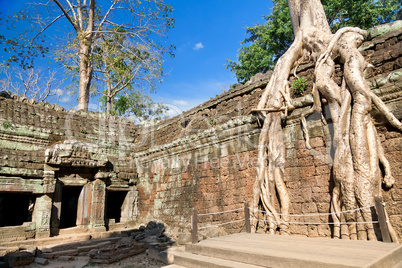 Banyan trees on ruins in Ta Prohm temple
