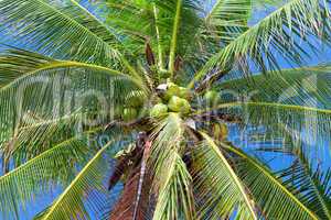 Coconuts on palm tree