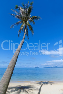 Palm tree with shadow on the beach sand