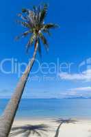 Palm tree with shadow on the beach sand