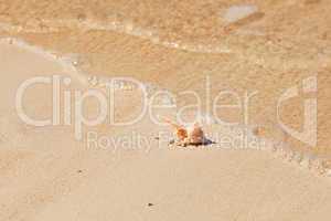 Seashell macro view on sand beach