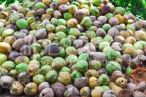 Pile of green coconuts on the ground