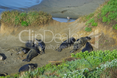 Sea Lions and Seagull, Pacific Coast, California