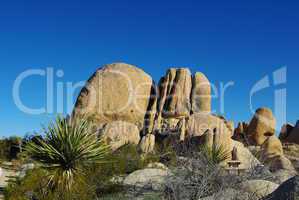 Rock formation and yucca, Joshua Tree National Park, California