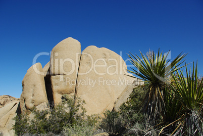 Rock formation and yucca, Joshua Tree National Park, California