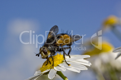 Raupenfliege  Tachina fera