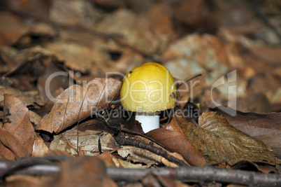 Gelber Graustiel - Täubling (Russula claroflava)