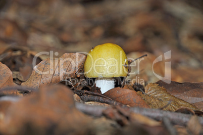 Gelber Graustiel - Täubling (Russula claroflava)
