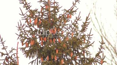 Spruce with cones