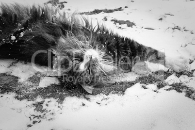 Katze im Schnee