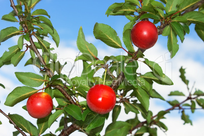 Red plum fruits