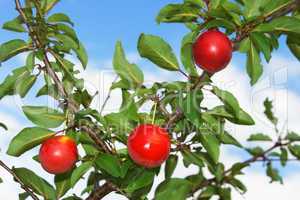 Red plum fruits