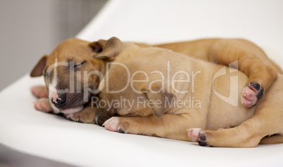 Two brown sleeping pupppies on the white chair.