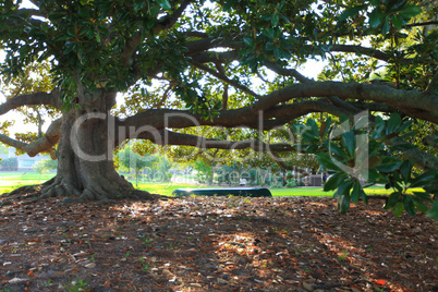 Large old Magnolia tree with boat under in the morning sun.