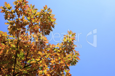 Ahornbaum im Herbst