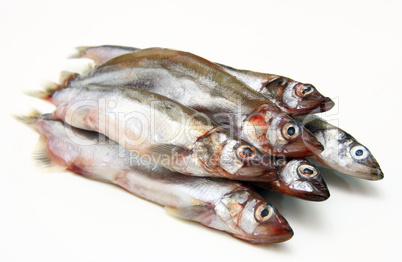 Capelin fish isolated on the white background