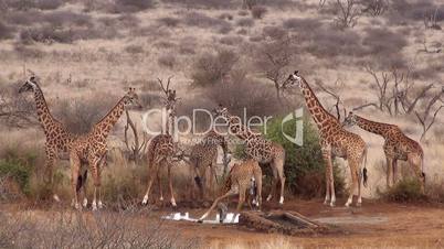 Massai-Giraffen