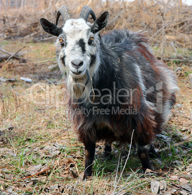 bearded goat