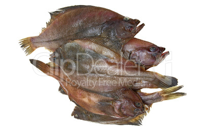 Four fresh flounder fishes