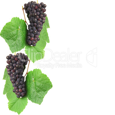 Blue grape with green leaf, isolated on white background