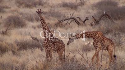 Massai-Giraffen