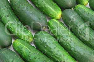 Cucumbers isolated on white background