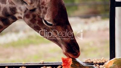Giraffe eating pumpkin