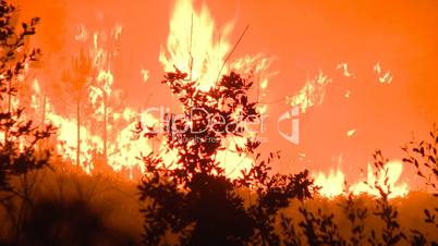 Large forest fire
