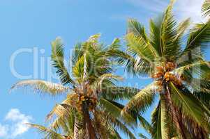 Harvest of the coconut palm with yellow fruits, Bentota, Sri Lan