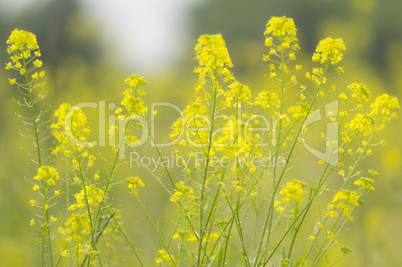 Yellow flowers in summer field