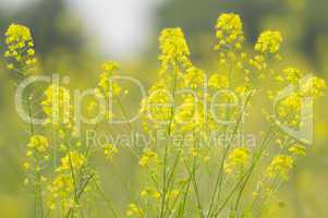 Yellow flowers in summer field