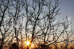 Sonnenuntergang hinter einem Baum