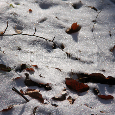 Schneebedeckter Waldboden