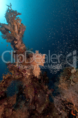 Tropical underwater world in the Red Sea.