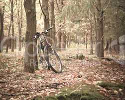 Fahrrad im Wald