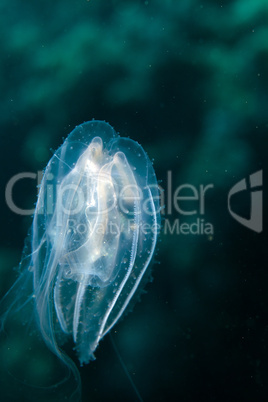 Siphonophore in the Red sea.