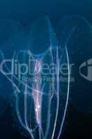 Siphonophore in the Red sea.
